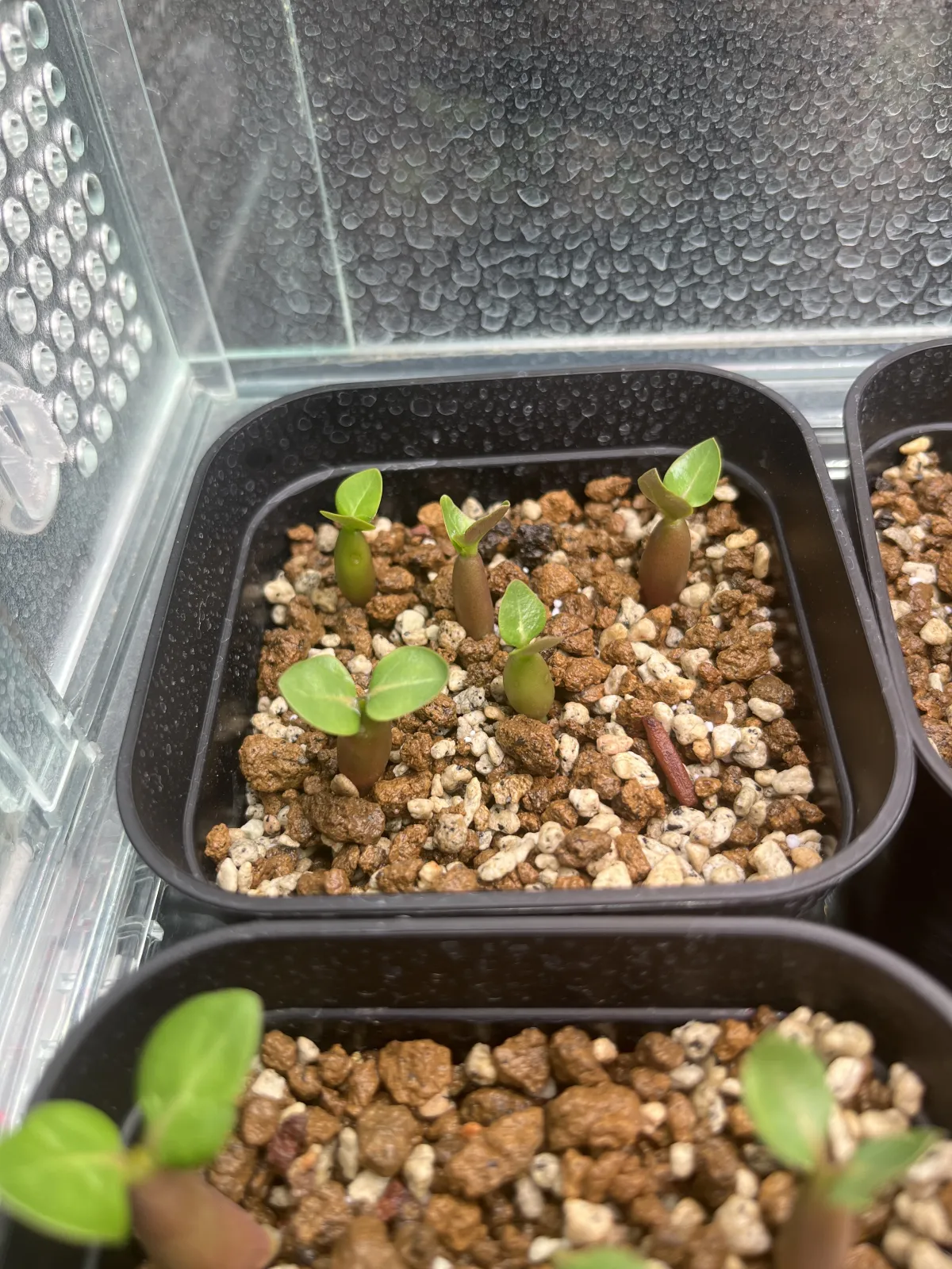 PNW Adenium arabicum phet na wang (アデニウム アラビカム)
