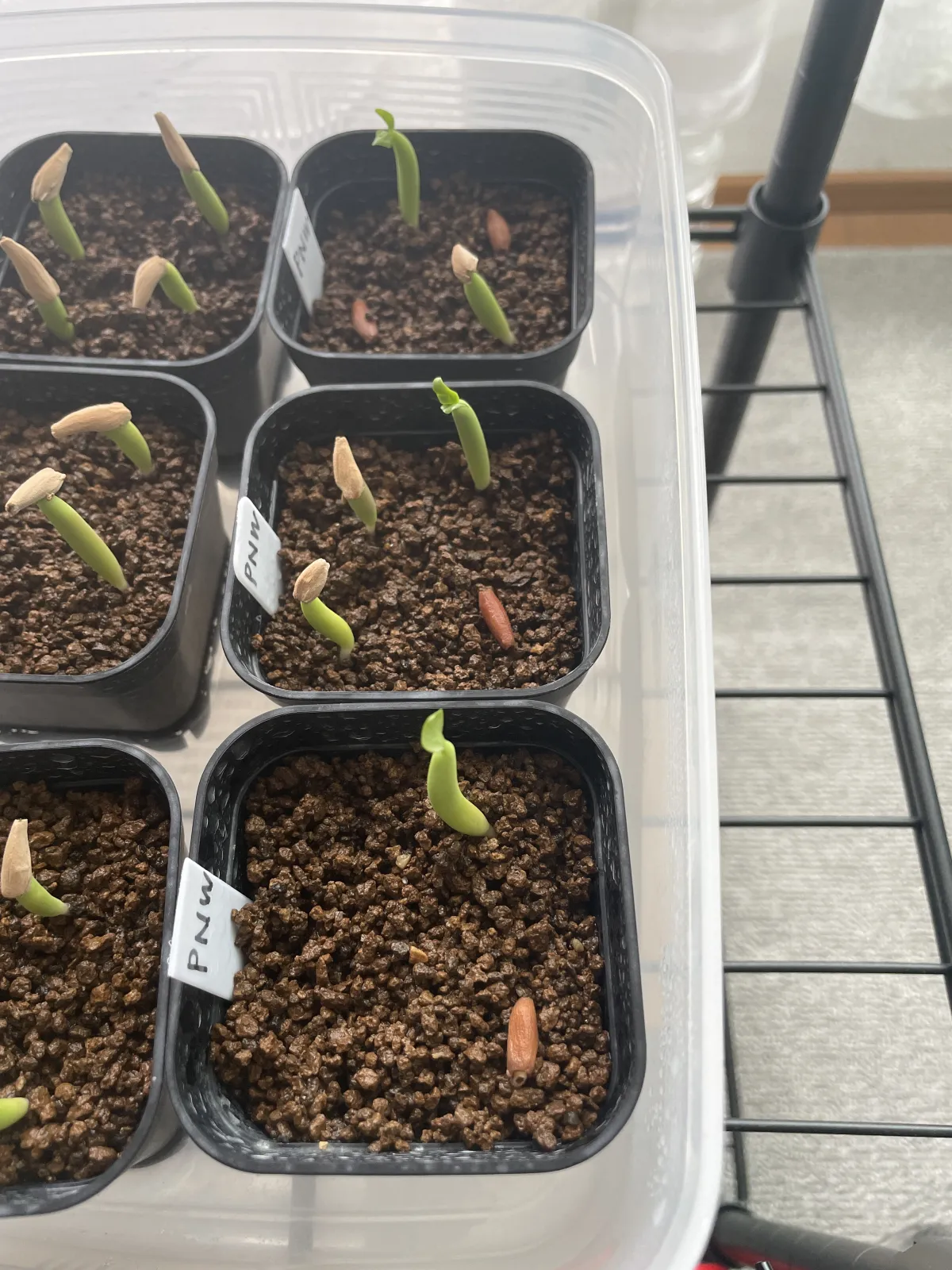 PNW Adenium arabicum phet na wang (アデニウム アラビカム)