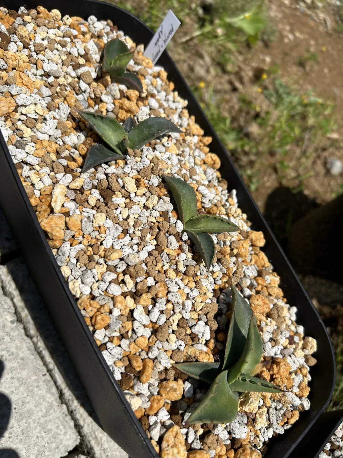 Agave parryi ssp. parryi (アガベ パリー)