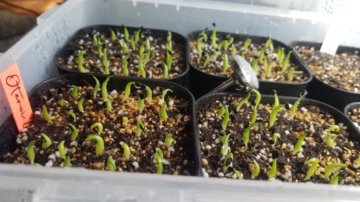 Agave oteroi Lot. (アガベ オテロイ)