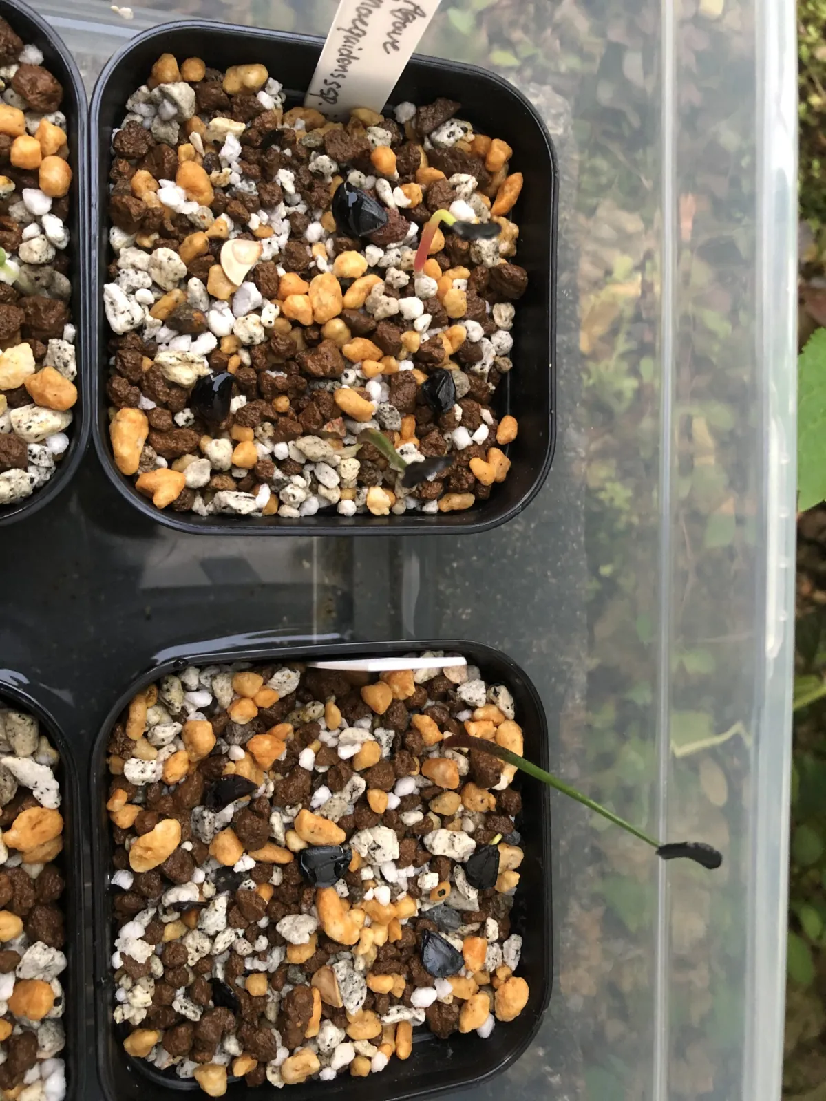Agave inaequidens ssp. inaequidens (アガベ インアクイデンス)