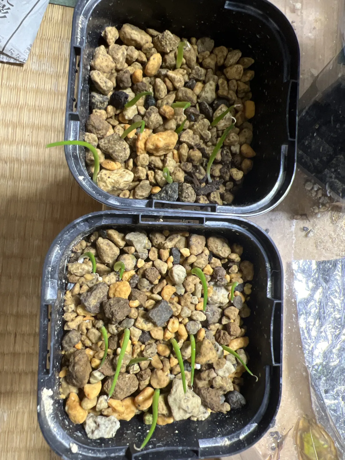Agave utahensis var. eborispina (アガベ エボリスピナ ヴェガス 2023)
