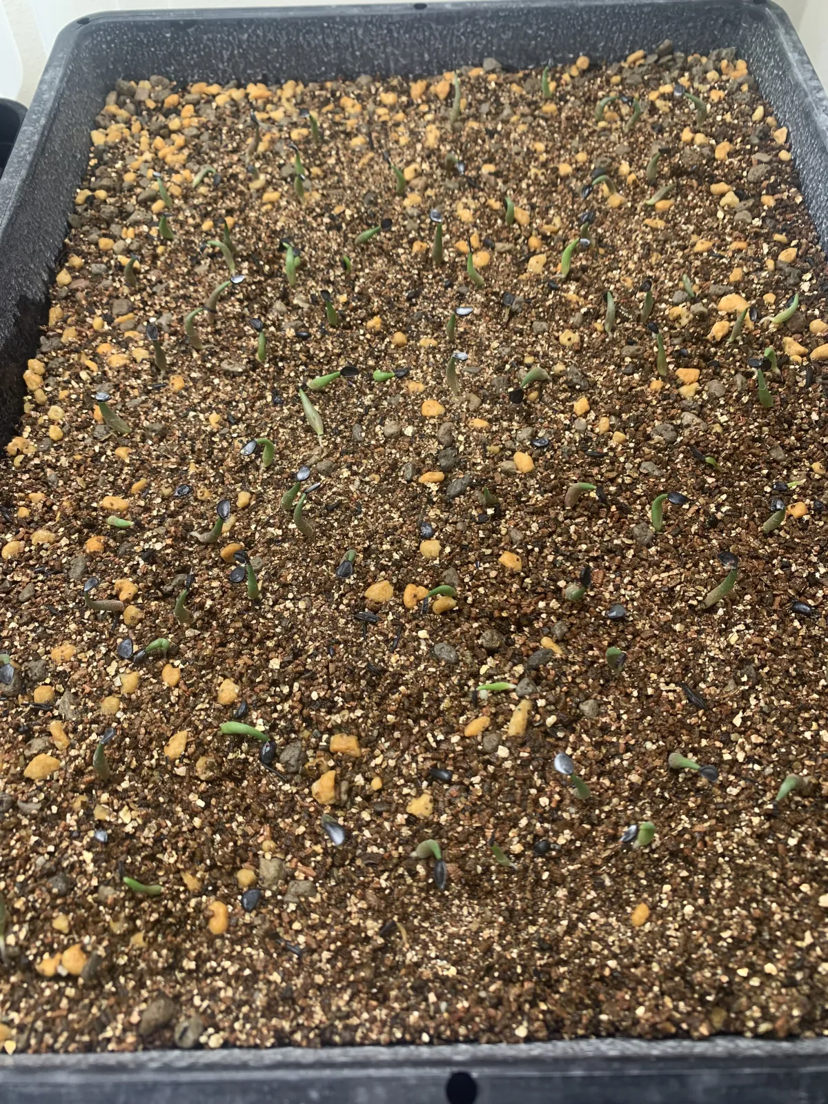 Agave titanota Blue Lot. (アガベ チタノタブルー)