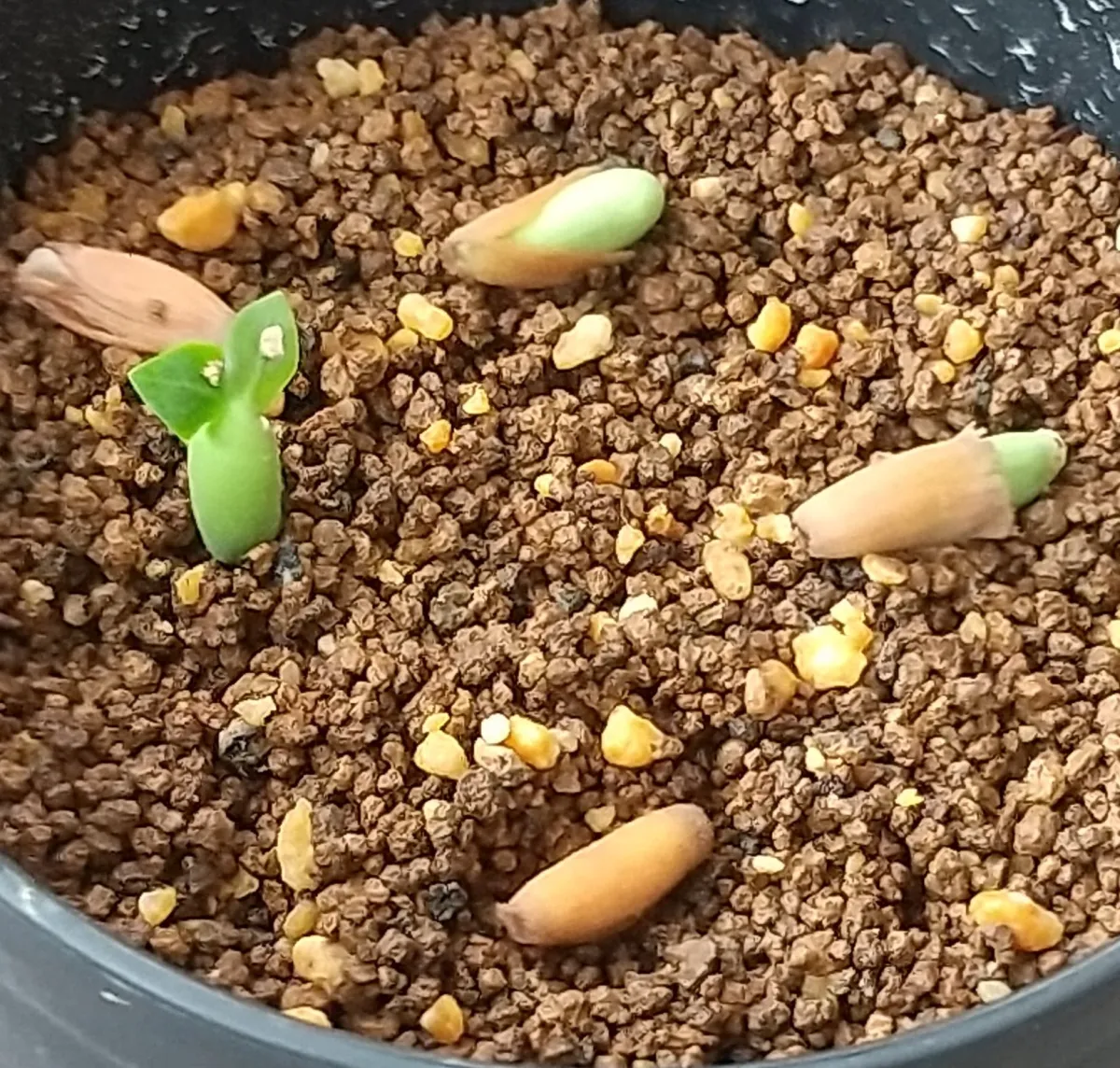 DHA PMK Adenium DHA PMK (アデニウム)