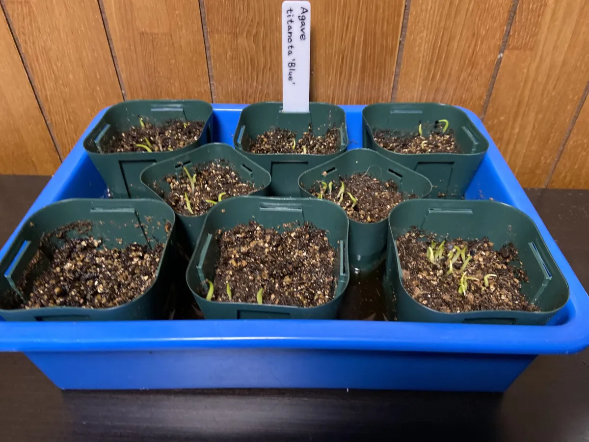 Agave titanota Blue Lot. (アガベ チタノタブルー)