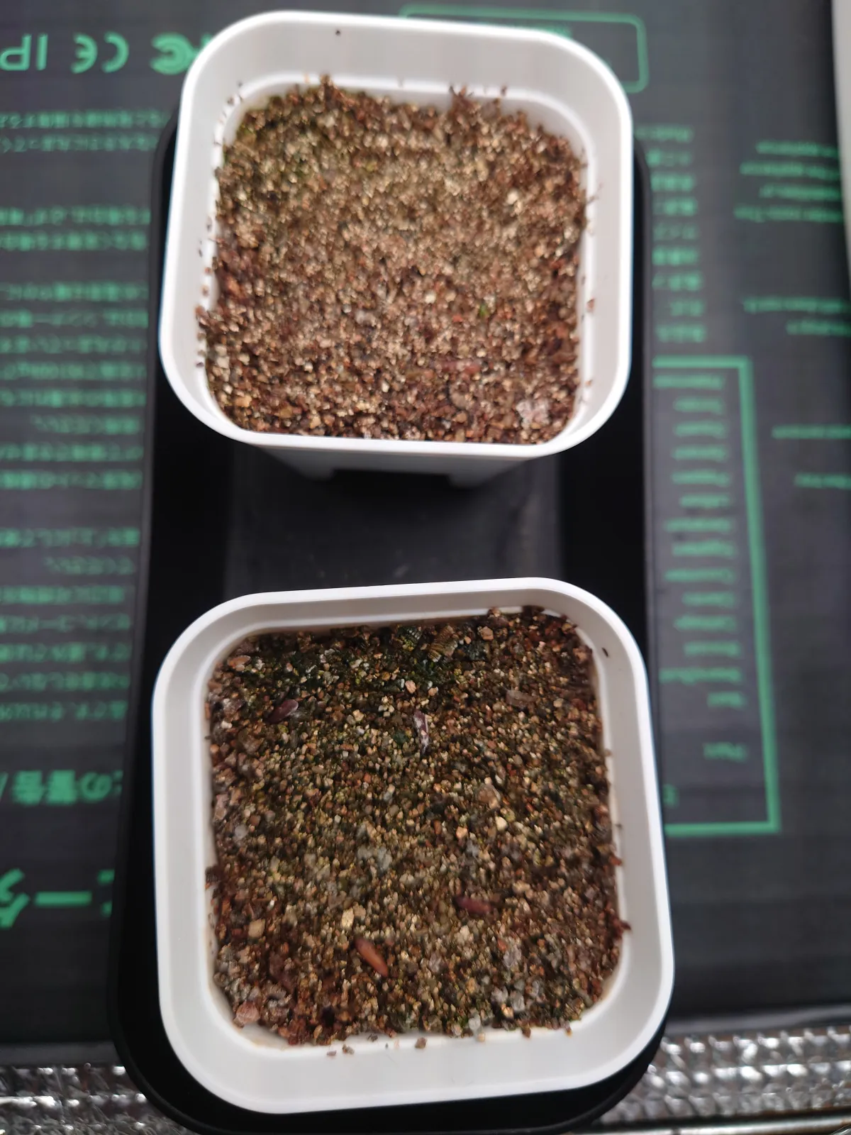 Pachypodium rosulatum var. gracilius ([無料種子] 発芽難 パキポディウム グラキリス　)