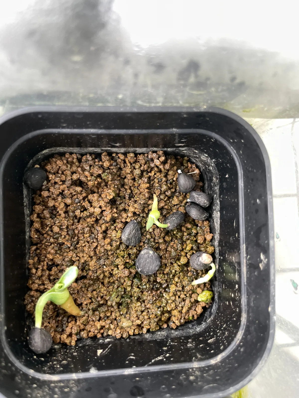 Yucca elata (ユッカ エラータ)