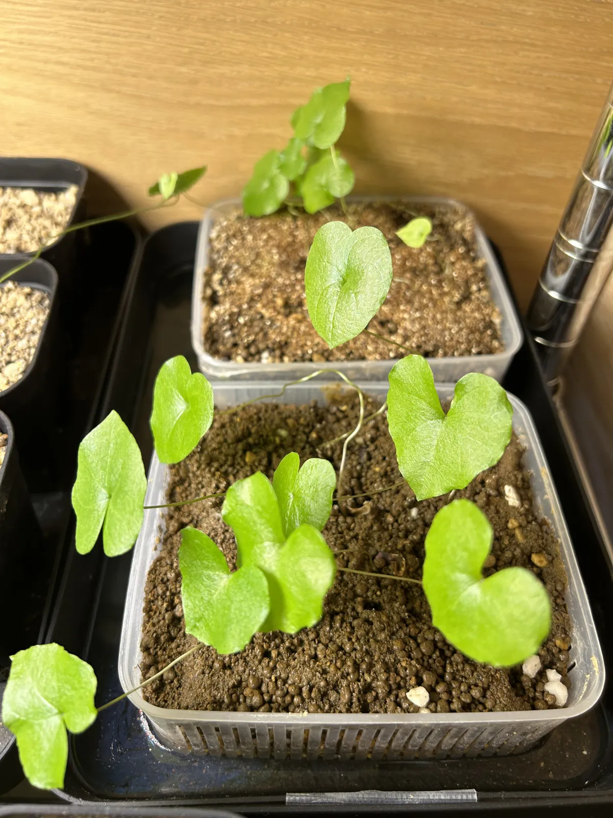 Dioscorea elephantipes (ディオスコレア エレファンティペス)