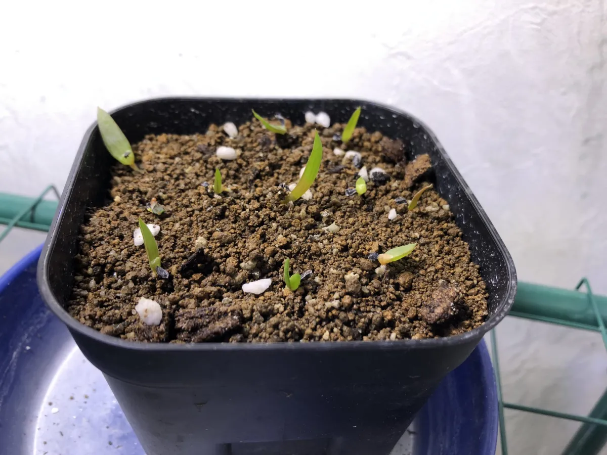Aloe suprafoliata (アロエ スプラフォリアータ)