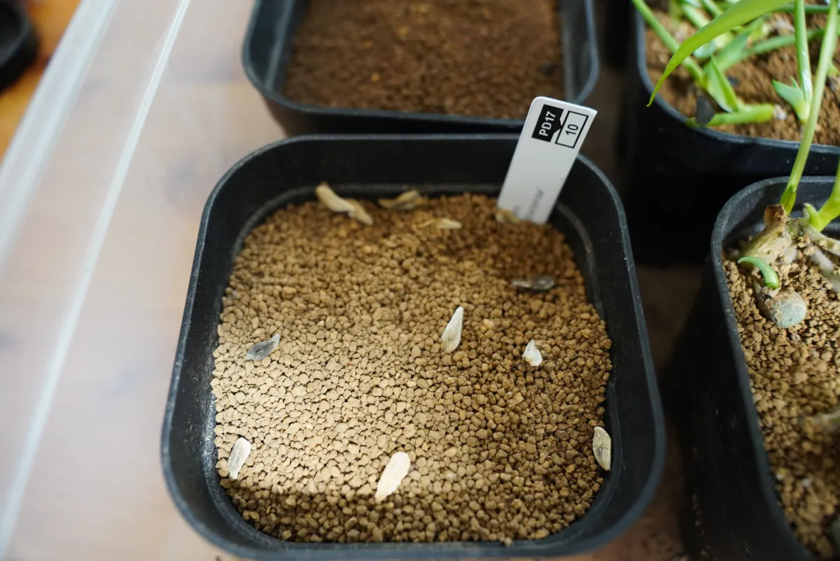 Pachypodium lamerei Fiherense (パキポディウム フィヘレンセ)
