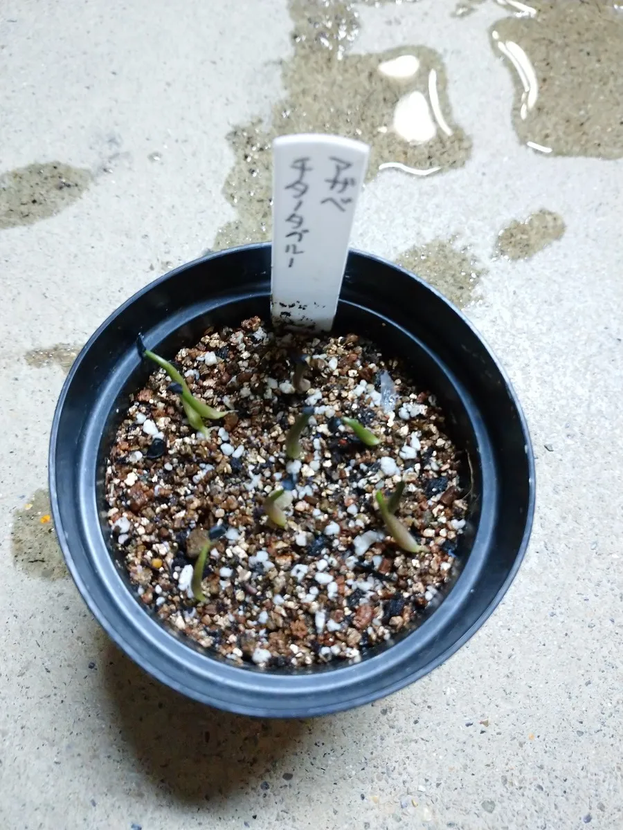Agave titanota Blue Lot. (アガベ チタノタブルー)