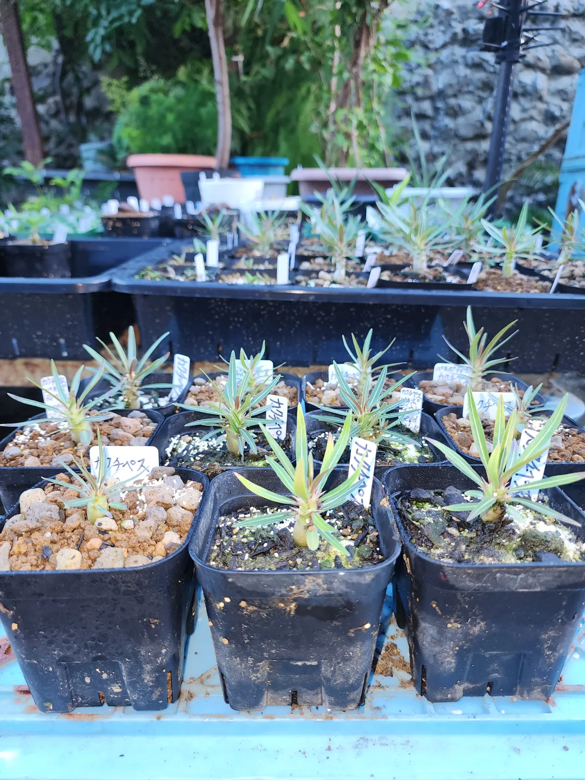 Pachypodium rosulatum ssp. cactipes (パキポディウム カクチペス)