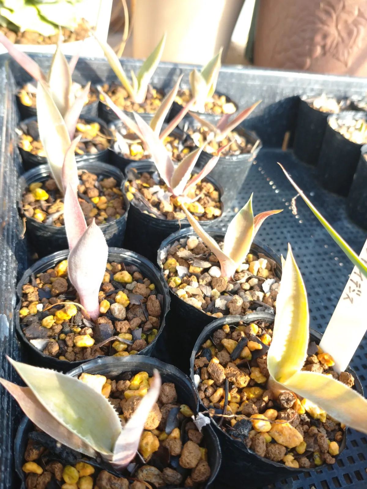 Agave inaequidens ssp. inaequidens (アガベ インアクイデンス)