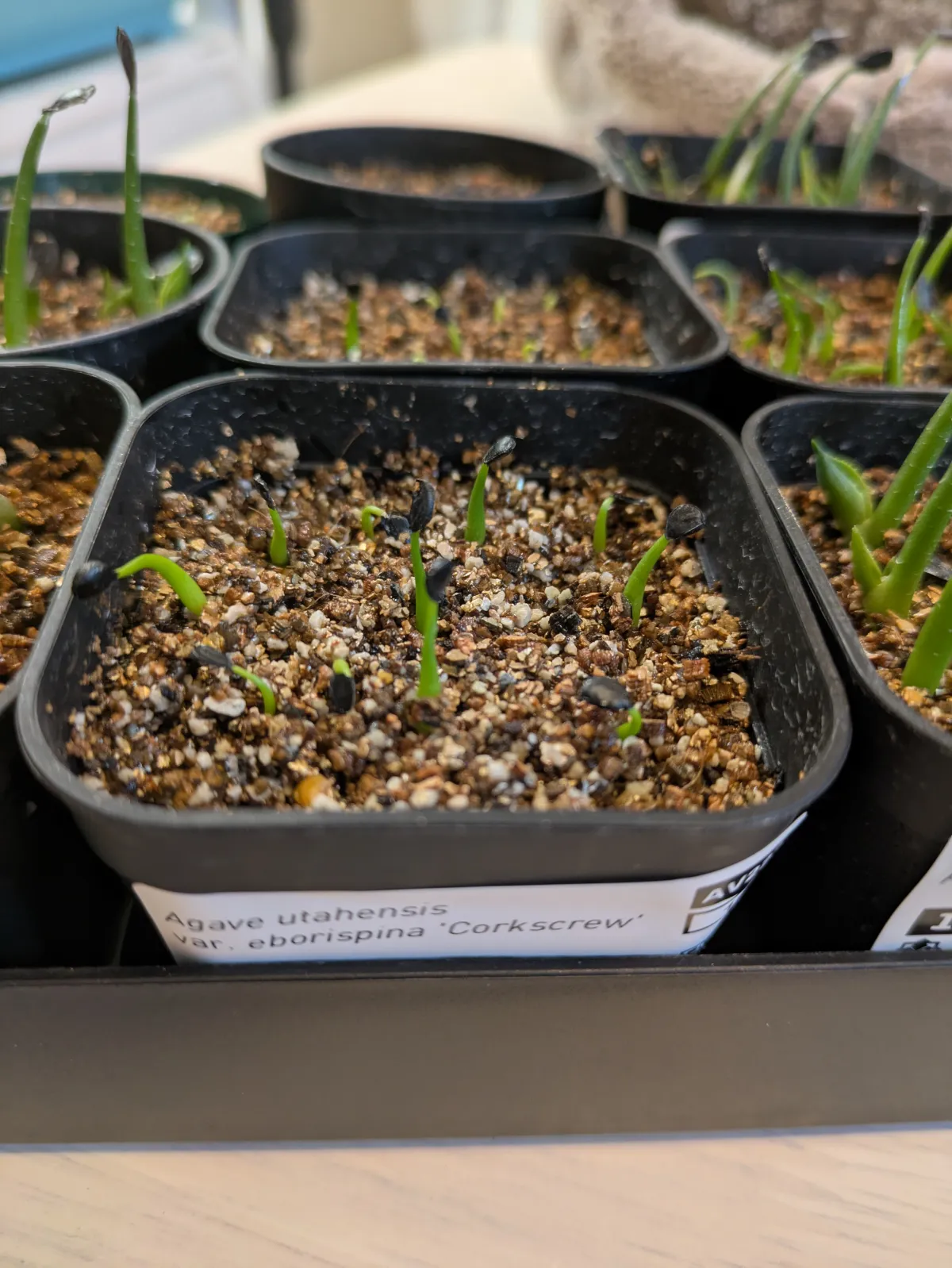 Agave utahensis var. eborispina Corkscrew (アガベ ユタエンシスコークスクリュー)