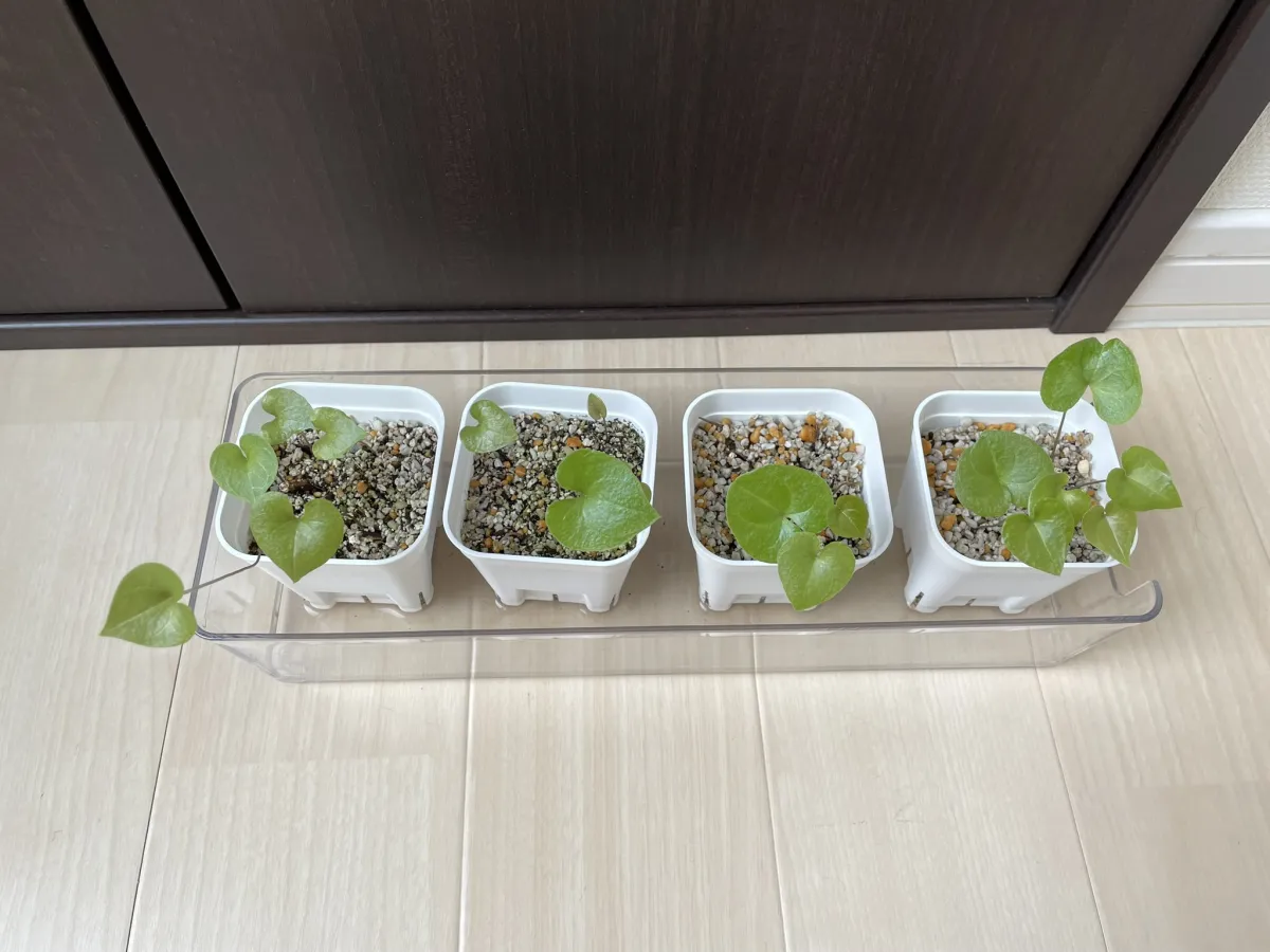 Dioscorea elephantipes (ディオスコレア エレファンティペス)