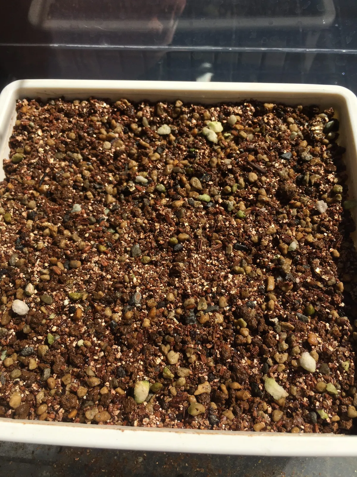 Pachypodium brevicaule ssp. brevicaule ([モニター種子] パキポディウム ブレビカウレ)
