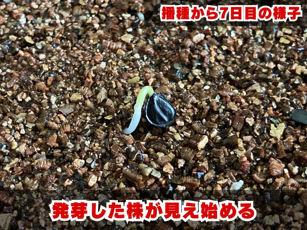 Agave victoriae-reginae ssp. victoriae-reginae (アガベ ビクトリアレジーナエ 笹の雪)