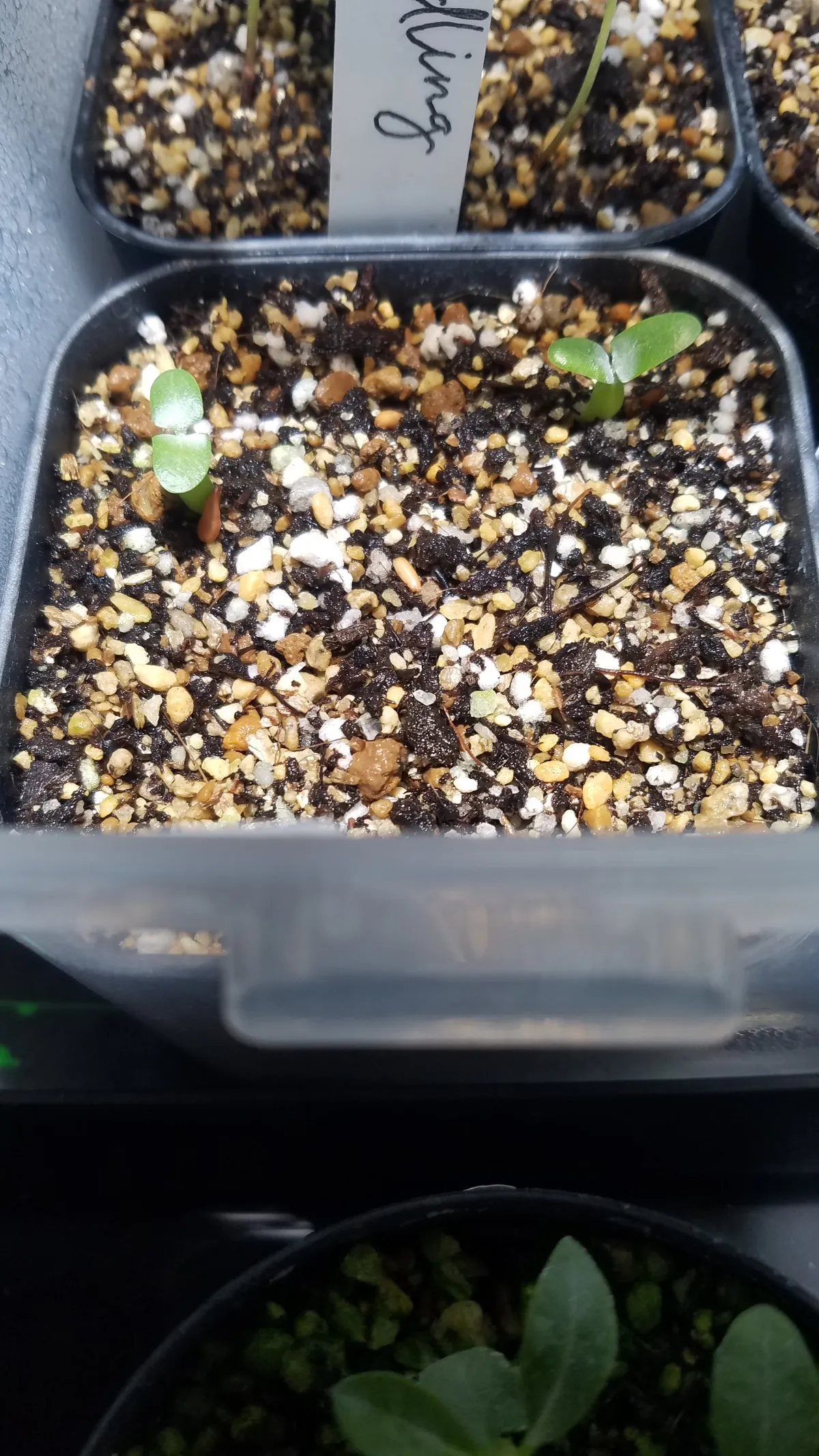 Pachypodium densiflorum var. brevicalyx (パキポディウム ブレビカリックス)