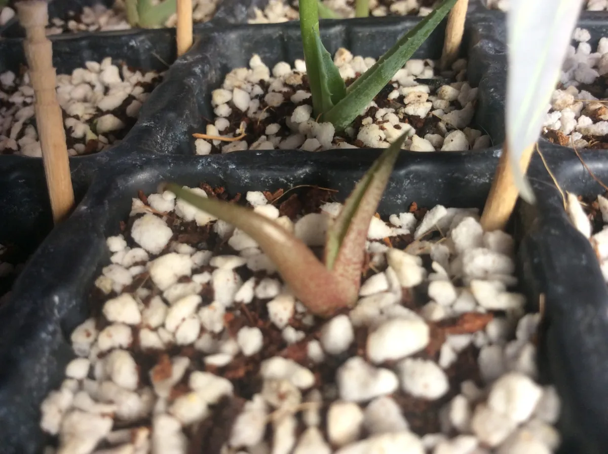Agave titanota Blue Lot. (アガベ チタノタブルー)