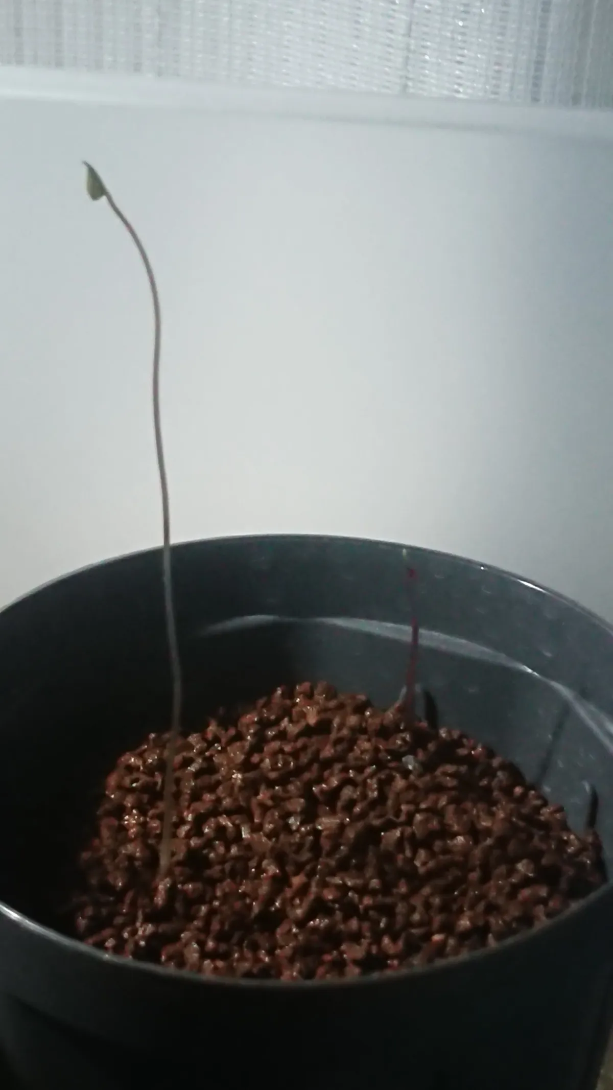 Dioscorea elephantipes Lot. (ディオスコレア エレファンティペス)