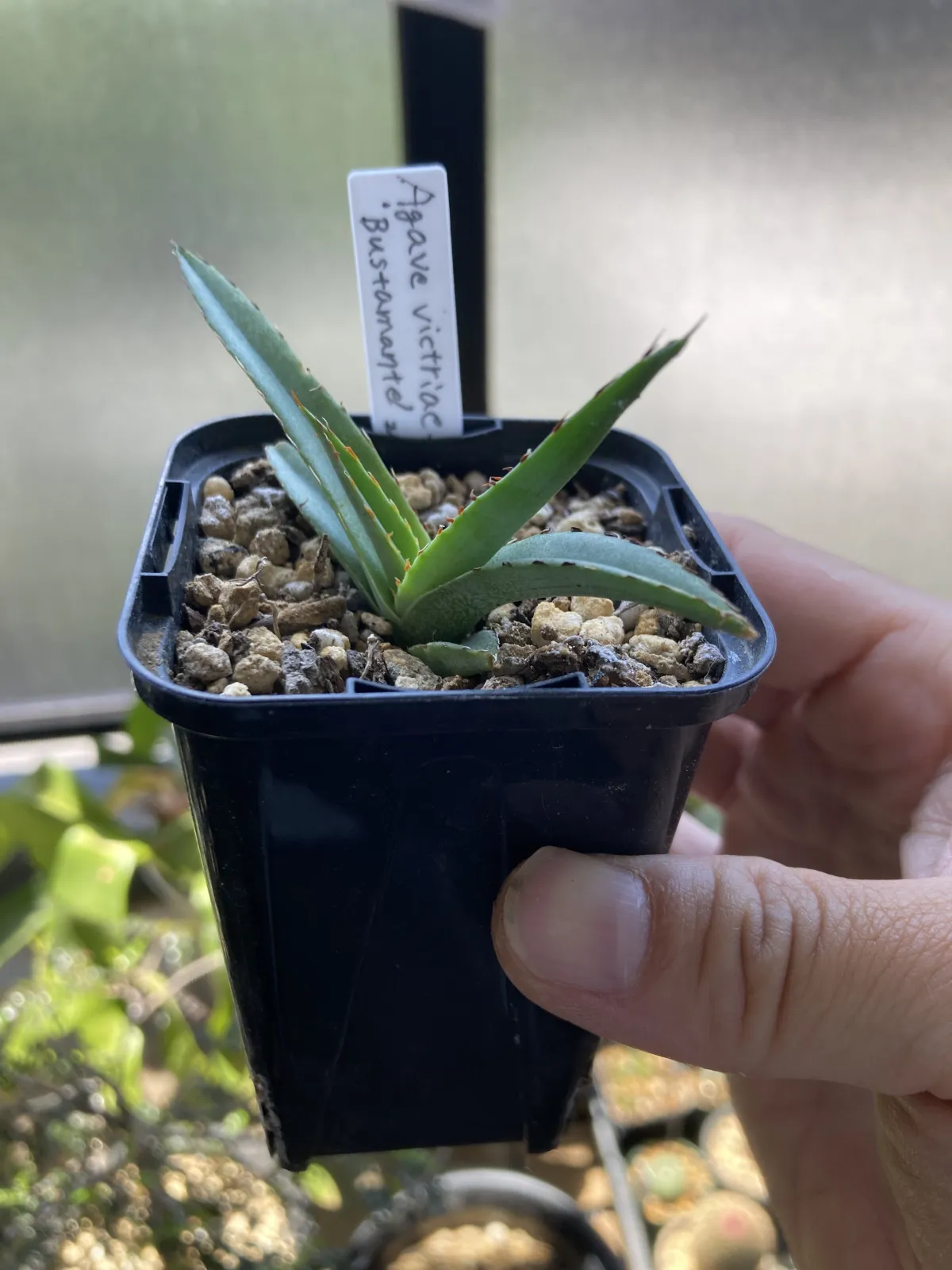 Agave victoriae-reginae (アガベ バスタマンテ)
