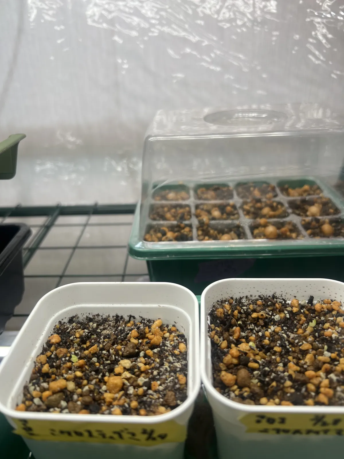Aloe microstigma (アロエ ミクロスティグマ)