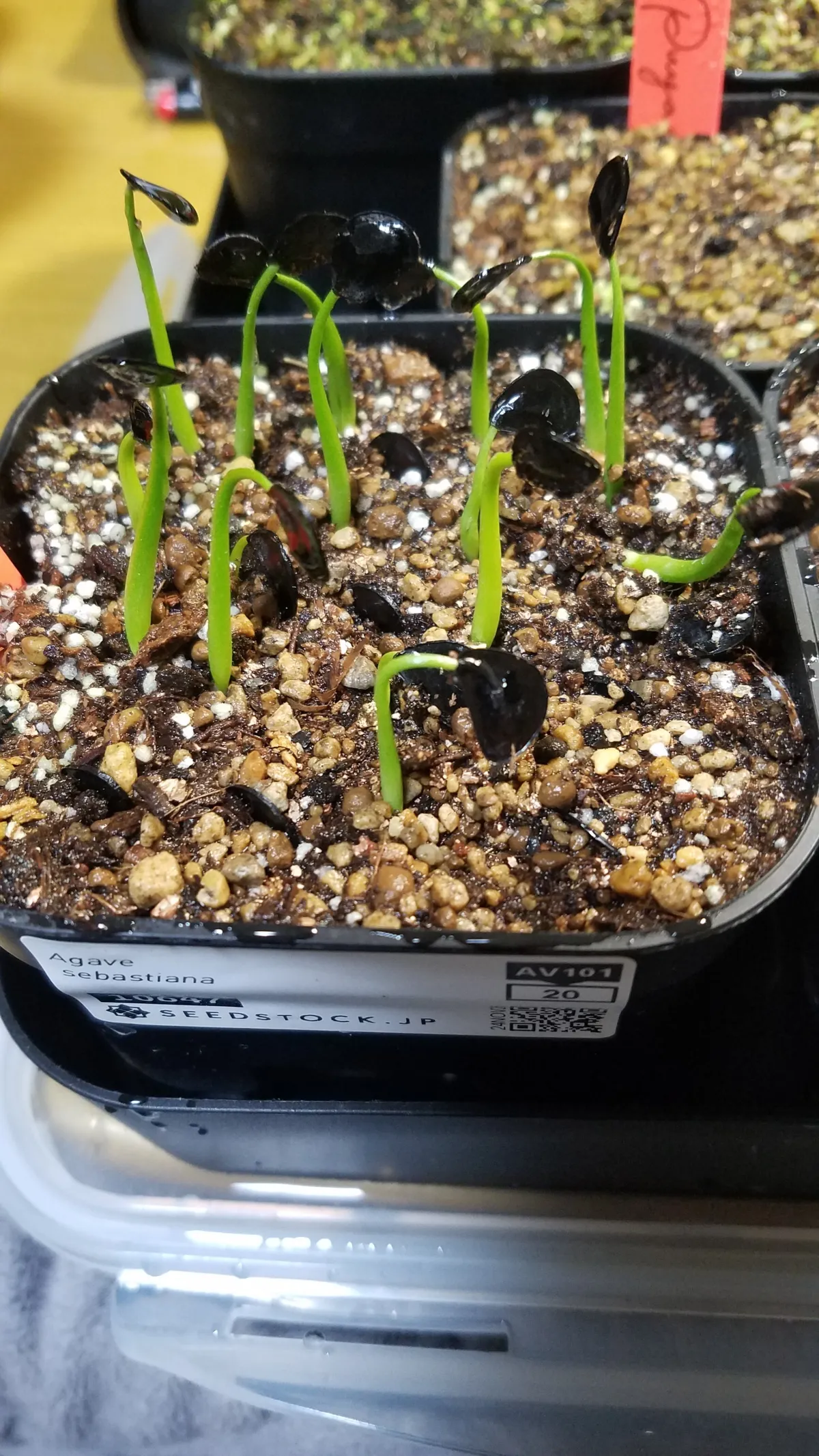 Agave sebastiana (アガベ セバスティアーナ)