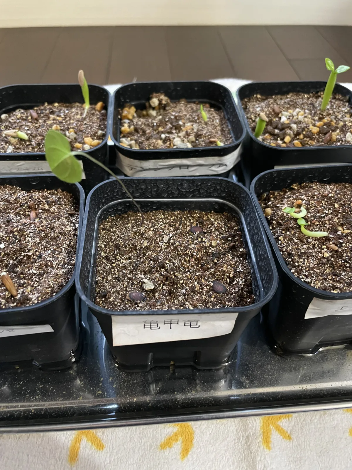 Dioscorea elephantipes Lot. (ディオスコレア エレファンティペス)