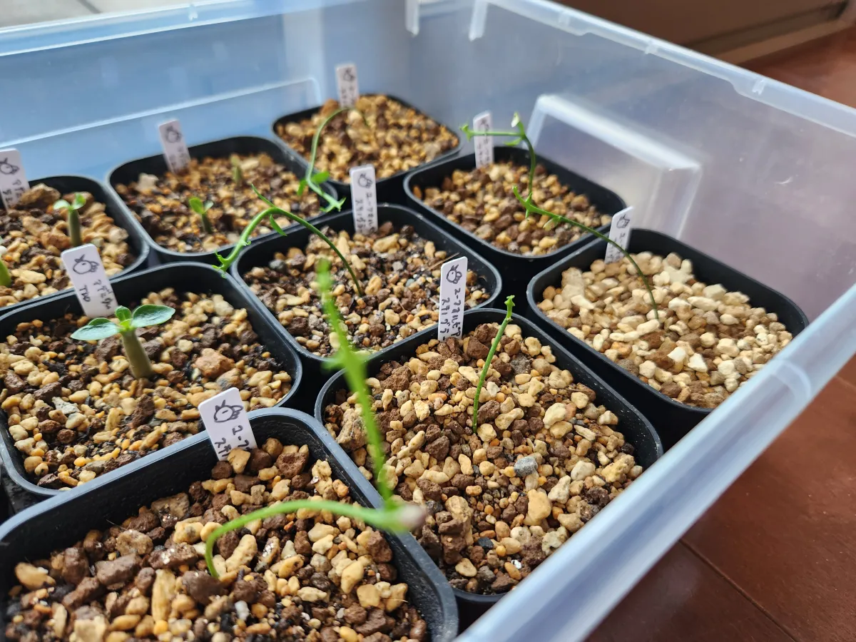Euphorbia stenoclada (ユーフォルビア ステノクラーダ)
