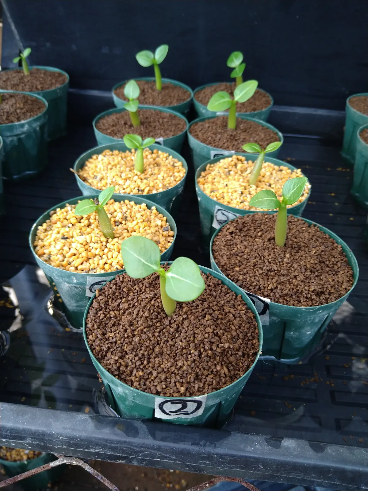 Adenium arabicum Yemen (アデニウム アラビカム イエメン)