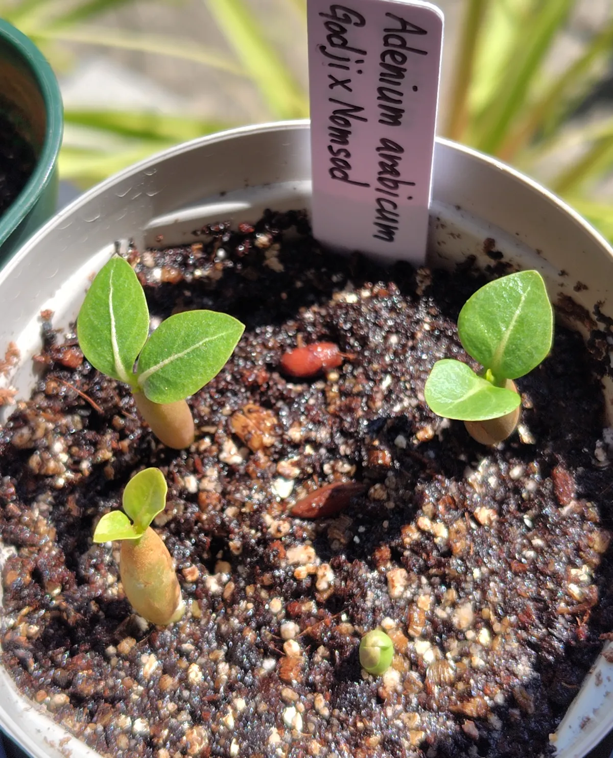 x NS  Adenium arabicum Godji x NS (アデニウム ゴッジ)