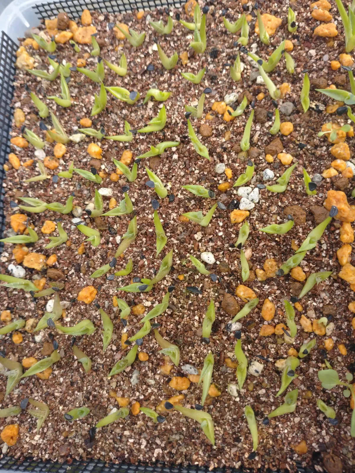 Agave xylonacantha (アガベ キシロナカンサ)
