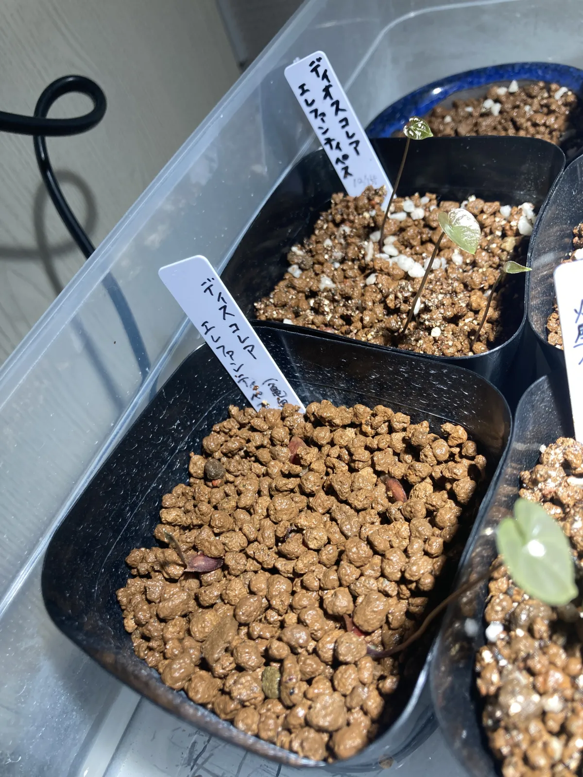 Dioscorea elephantipes Lot. (ディオスコレア エレファンティペス)