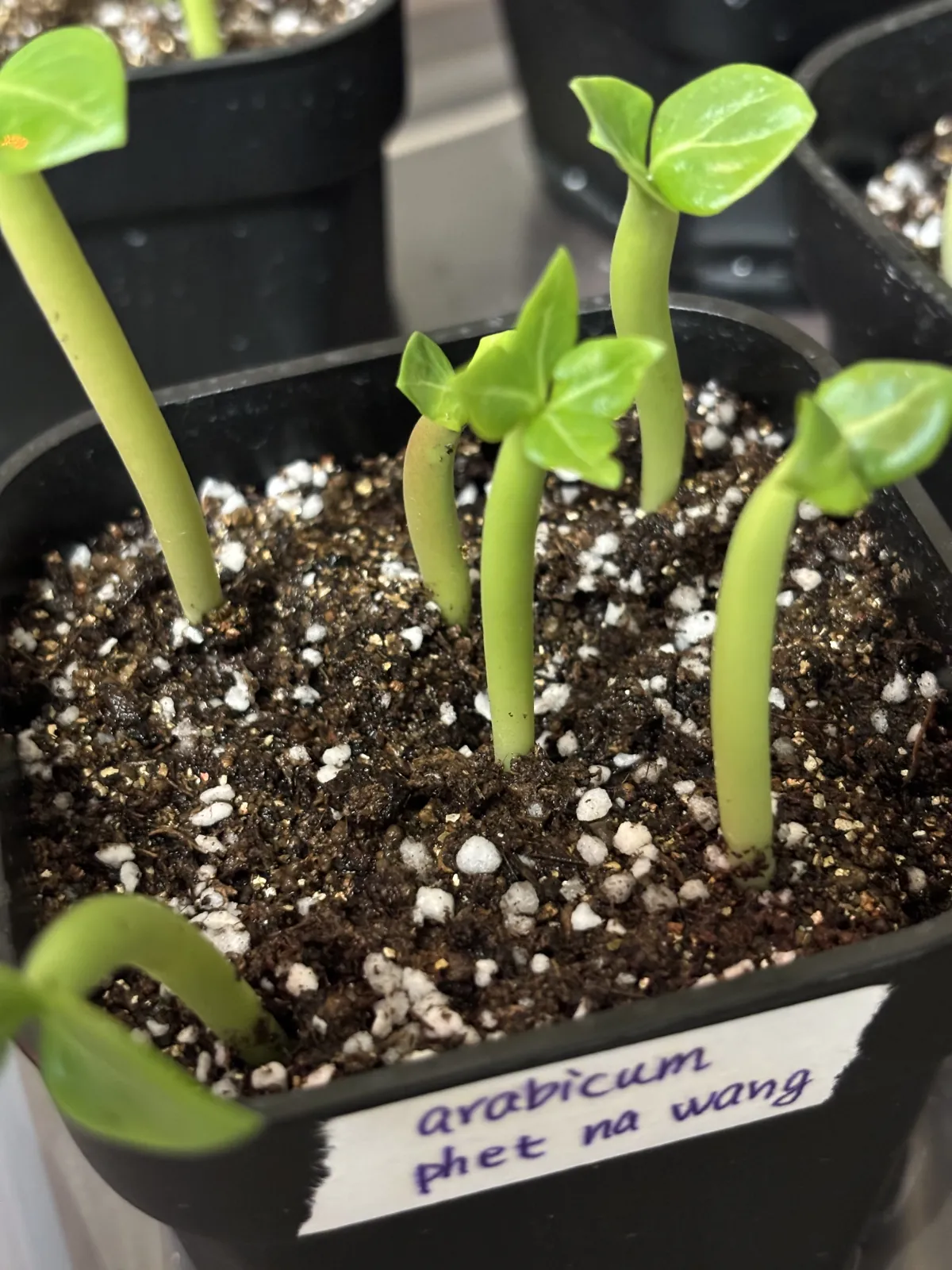 PNW Adenium arabicum phet na wang (アデニウム アラビカム)