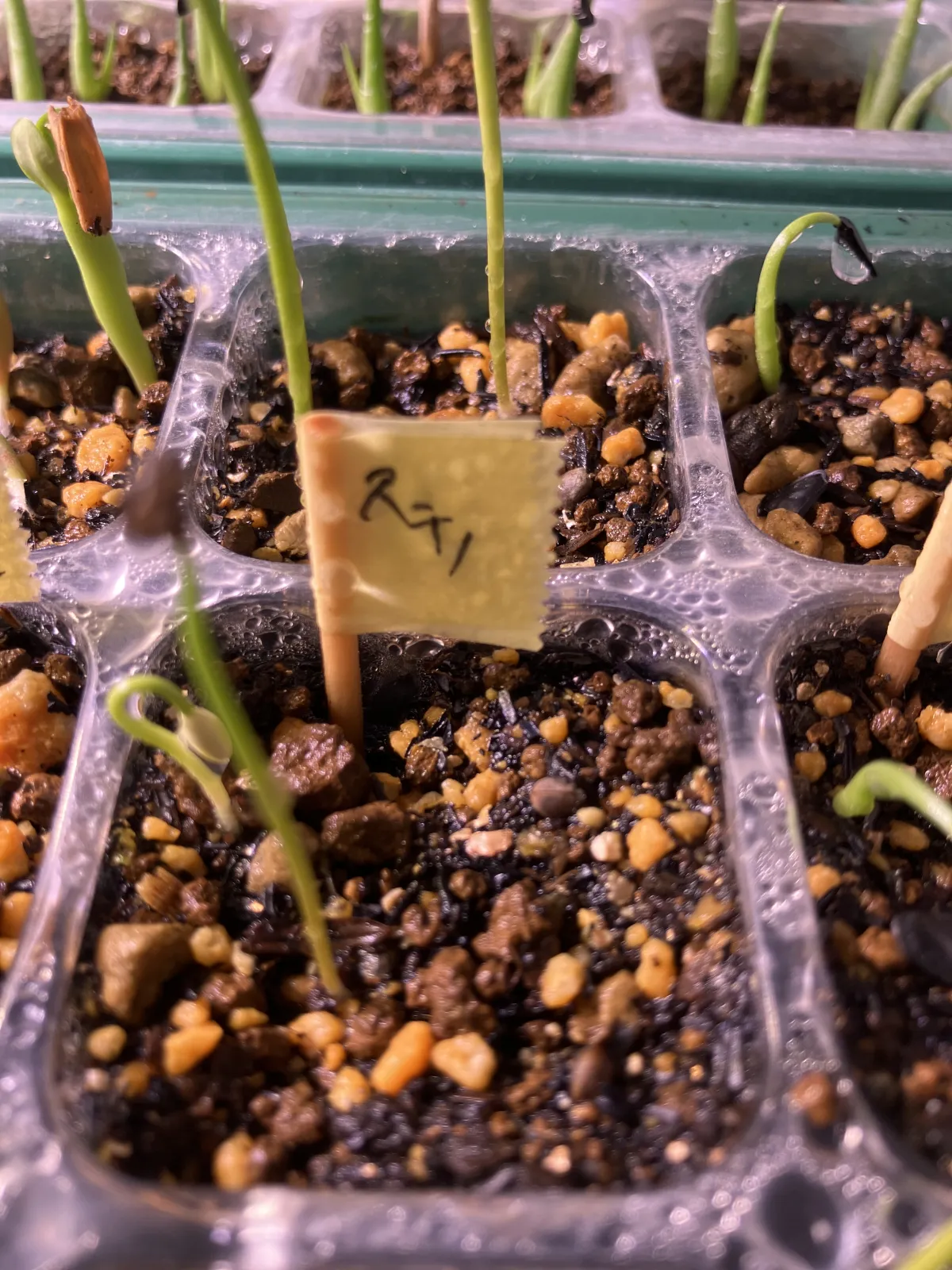 Euphorbia stenoclada (ユーフォルビア ステノクラーダ)