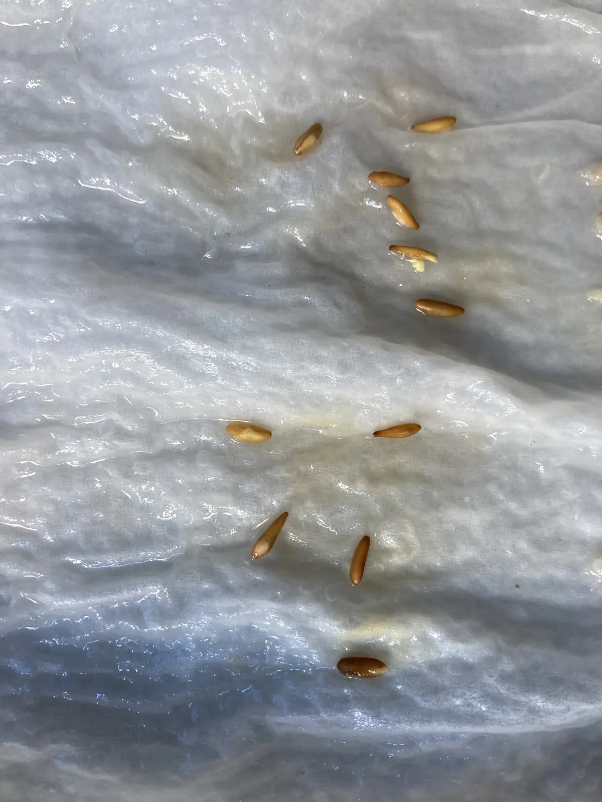 Pachypodium rosulatum var. gracilius ([無料種子] 発芽難 パキポディウム グラキリス　)