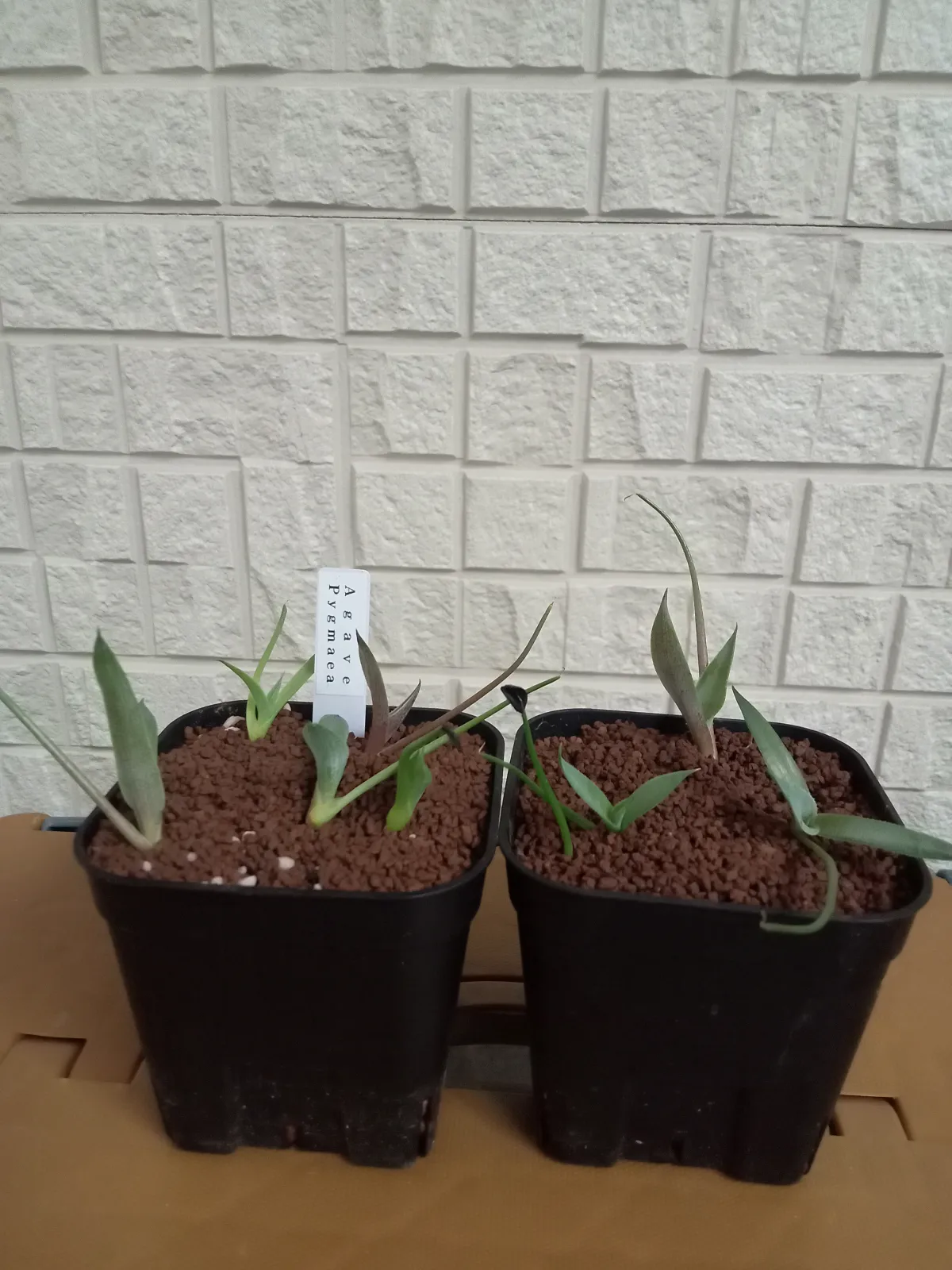 Agave seemanniana Pygmaea (アガベ ピグマエア)