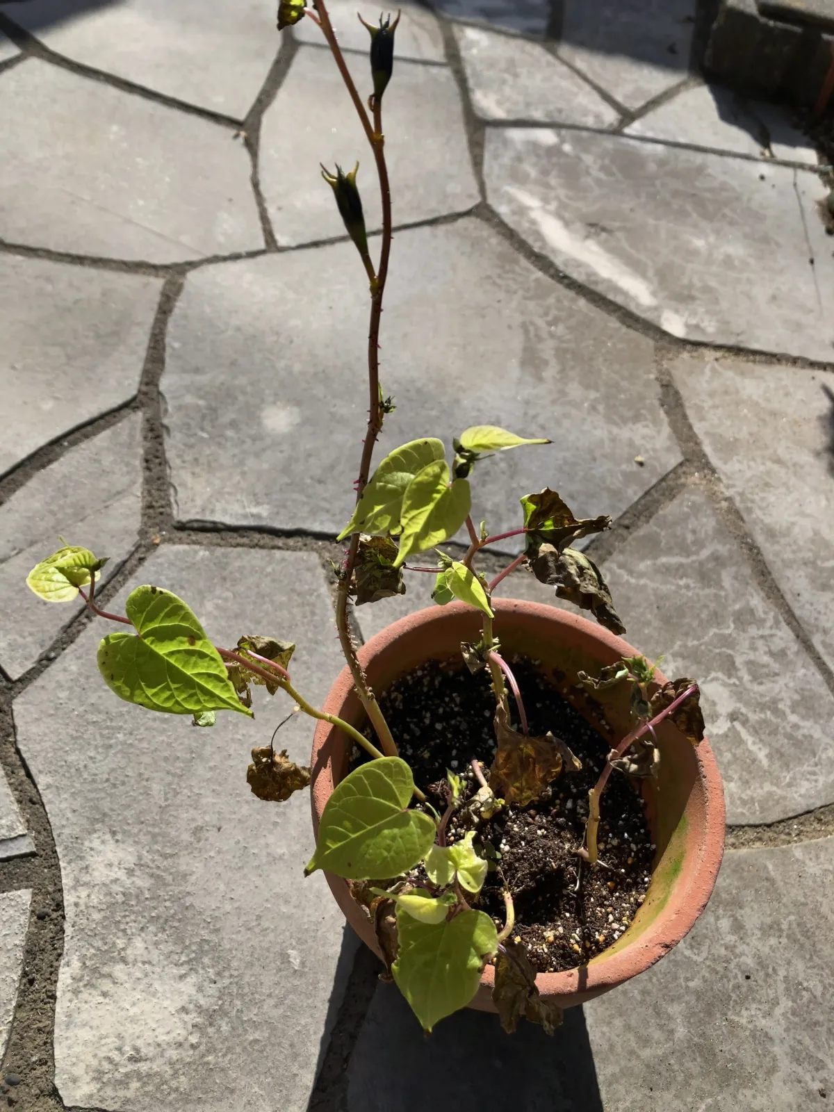 sp. Ipomoea sp. (イポメア)