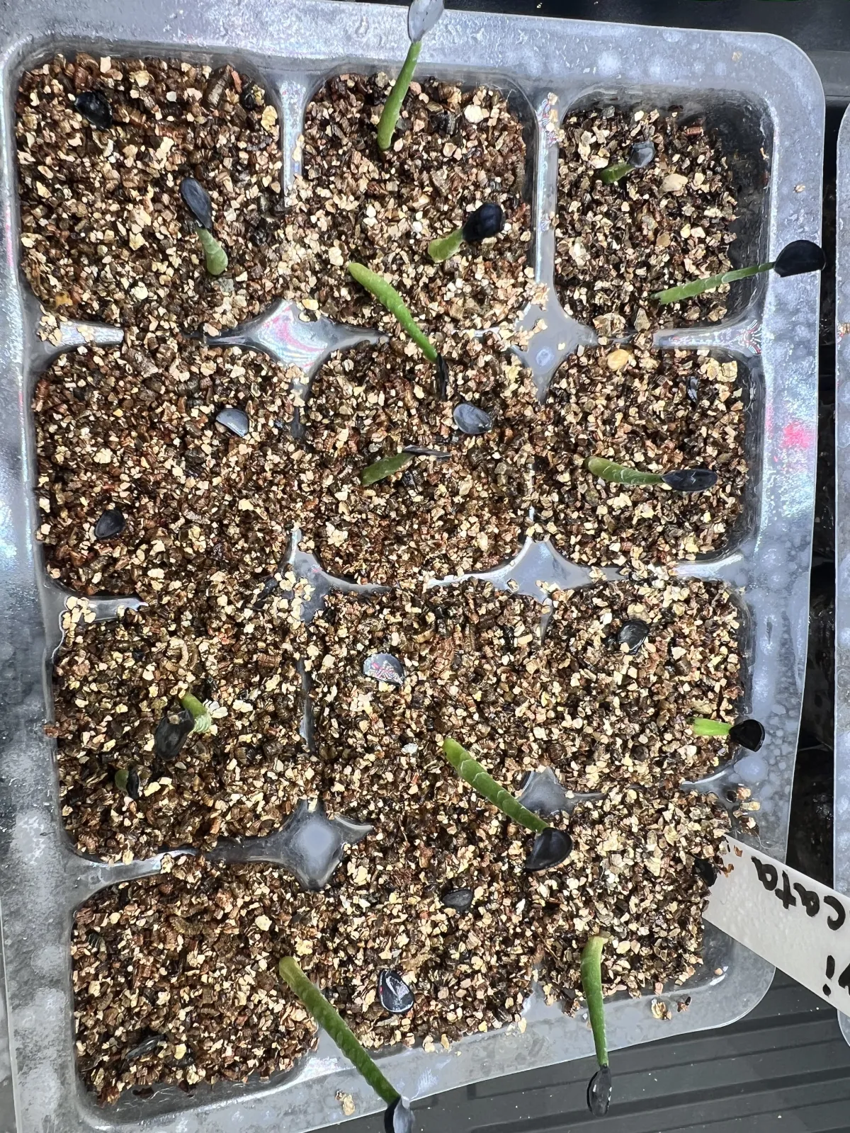 Agave parryi ssp. parryi (アガベ パリー)