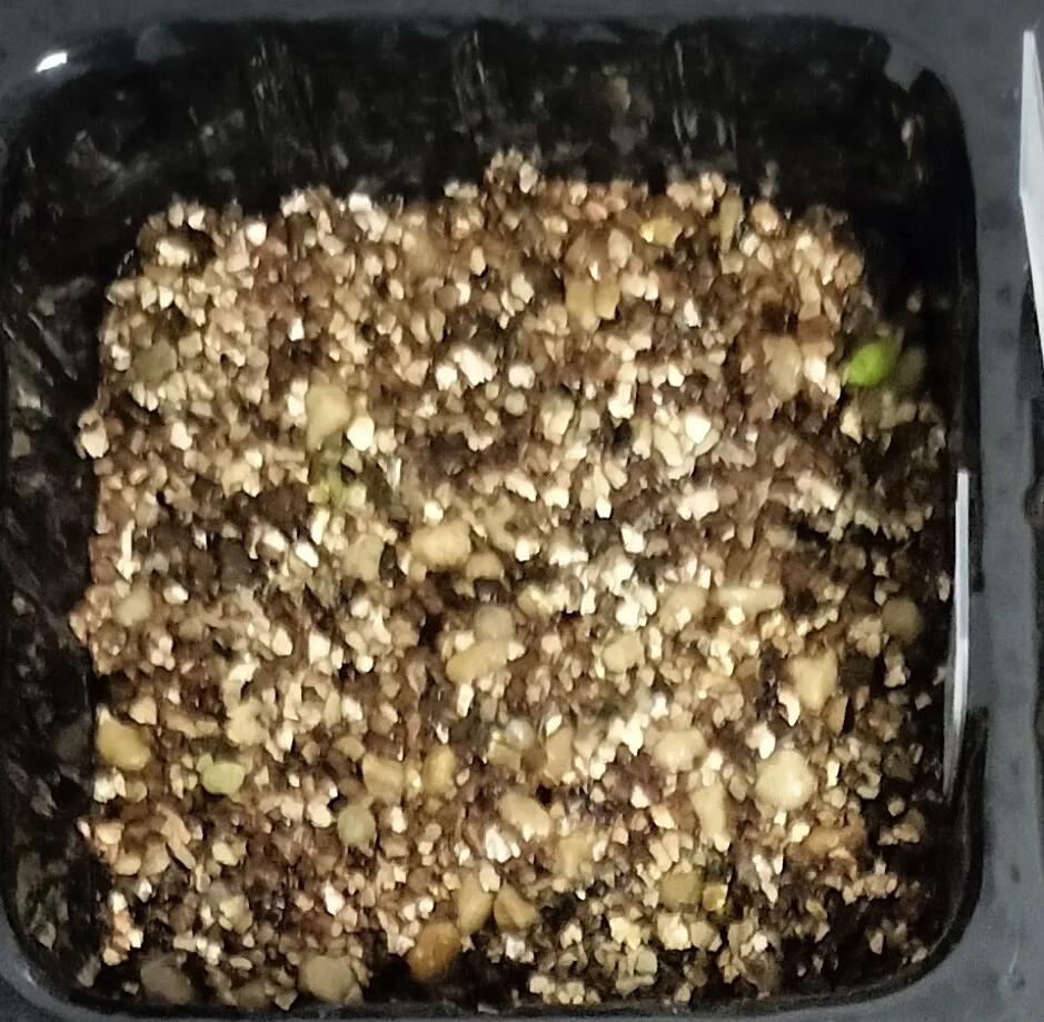 Copiapoa  hypogaea cv. Lizard Skin (コピアポア リザードスキン)