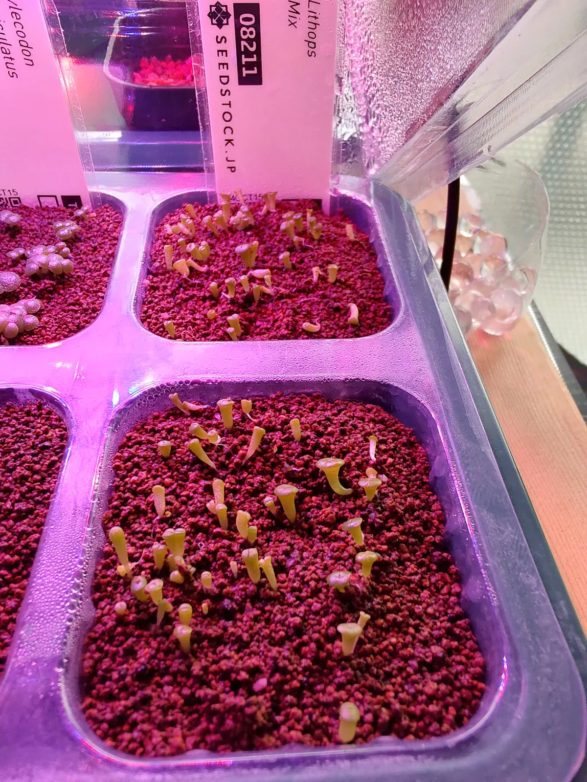 Lithops Mix Seeds (リトープス ミックス)