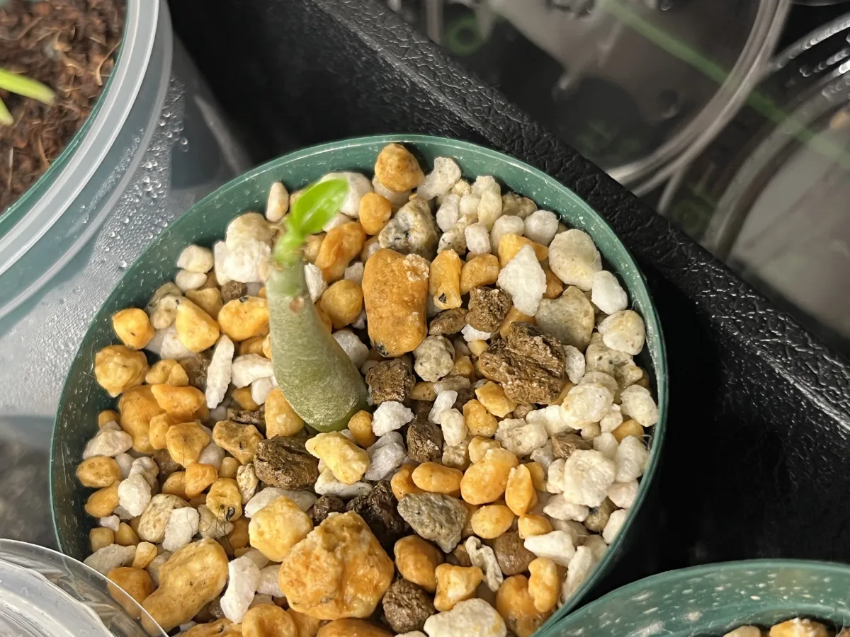 Adenium arabicum rachine (アデニウム アラビカム ラシニー)