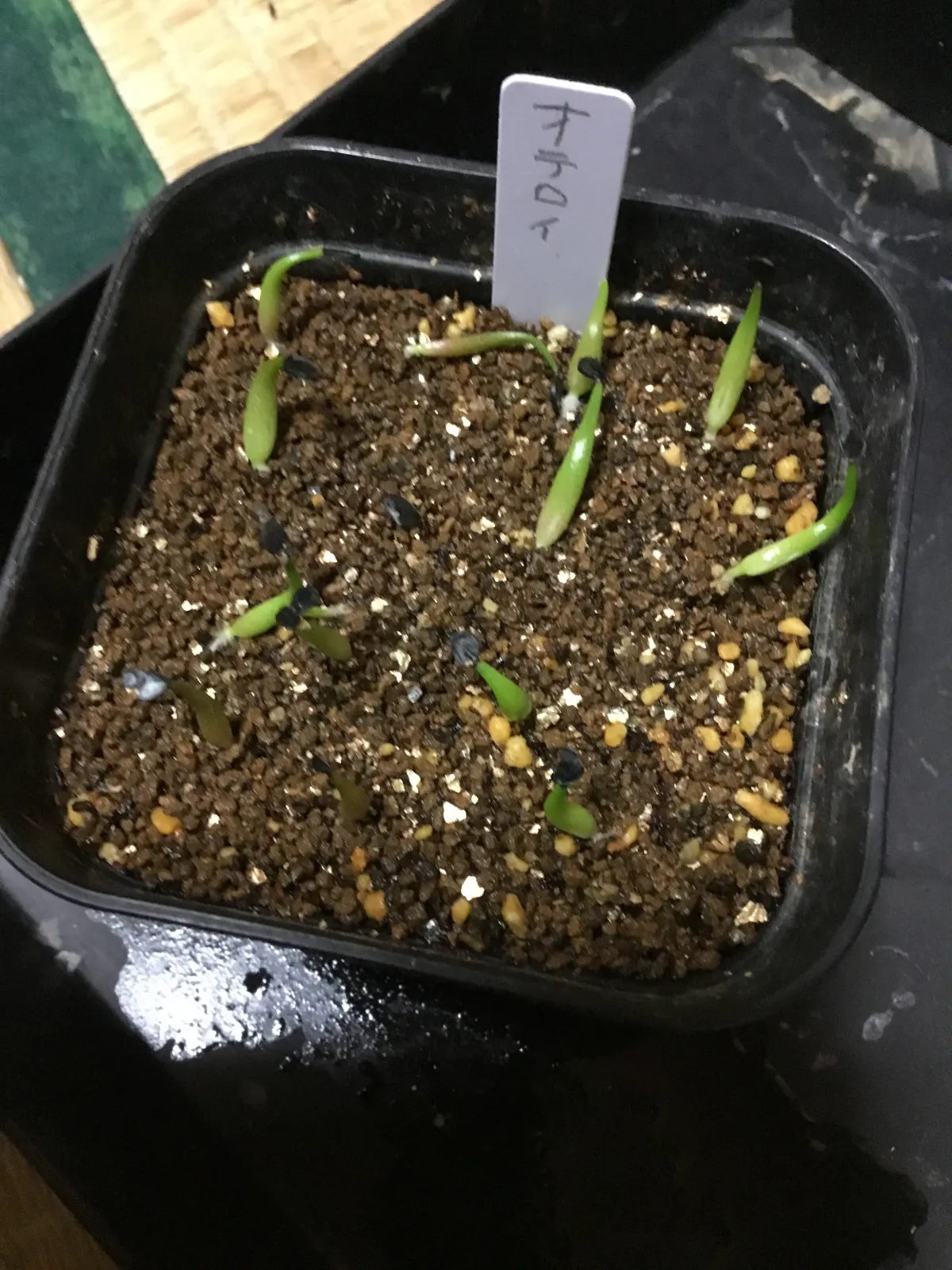 Agave oteroi Lot. (アガベ オテロイ)