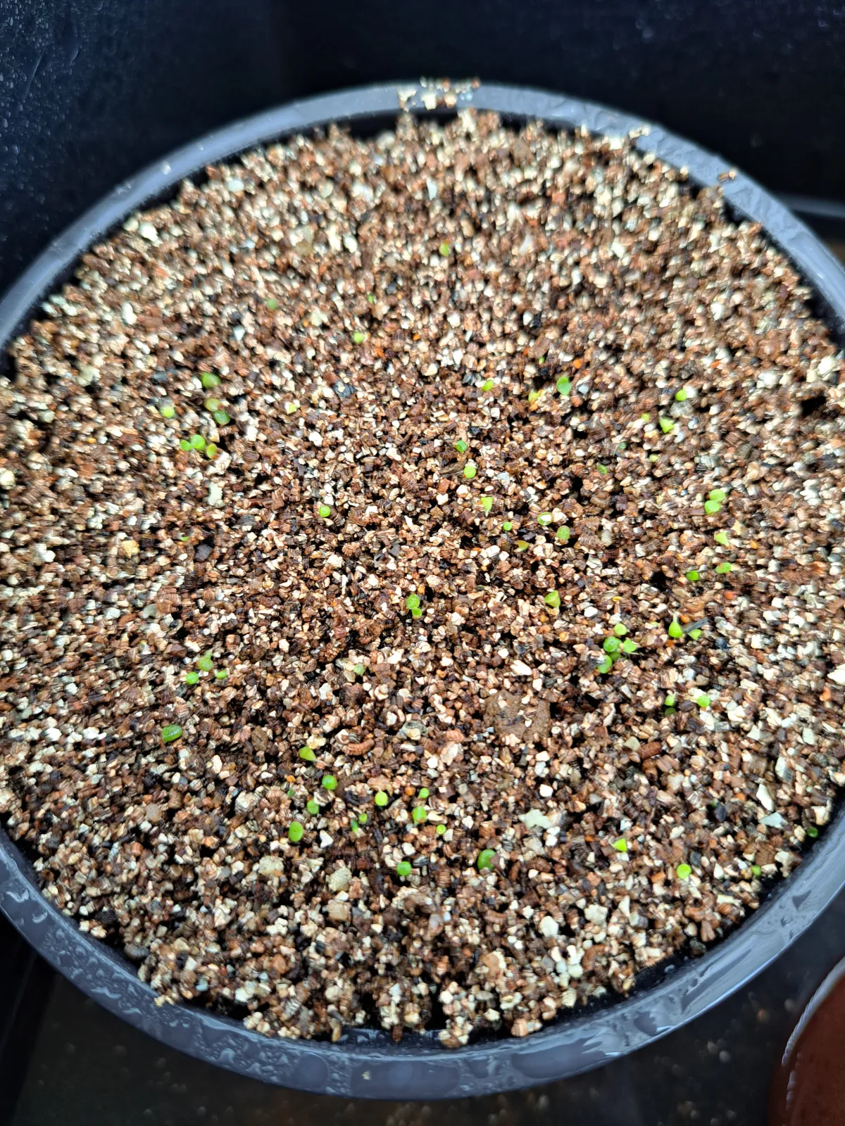 Lithops Mix Seeds (リトープス ミックス)