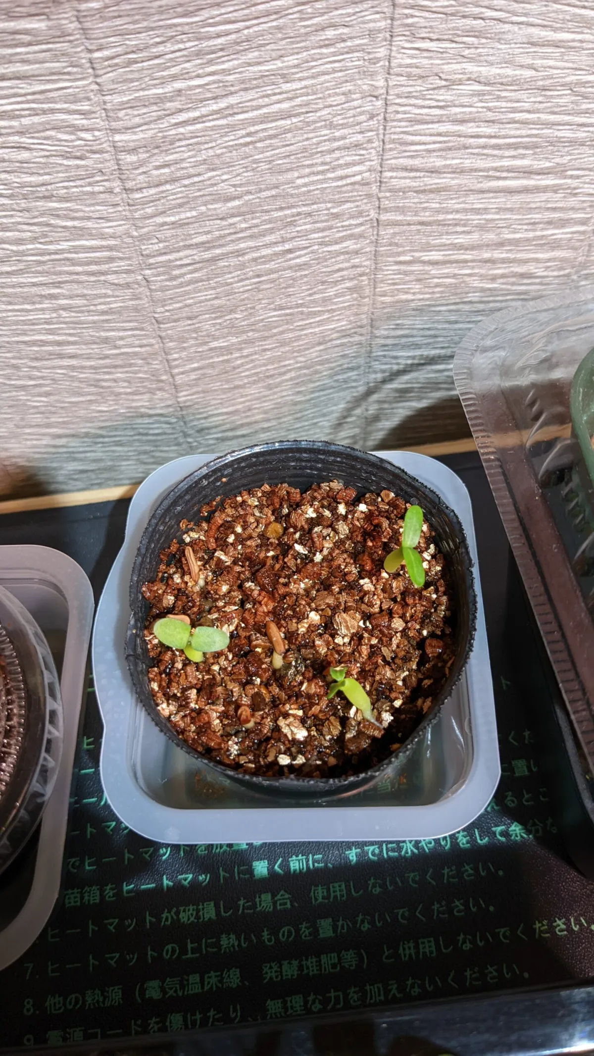 Pachypodium rosulatum ssp. cactipes (パキポディウム カクチペス)