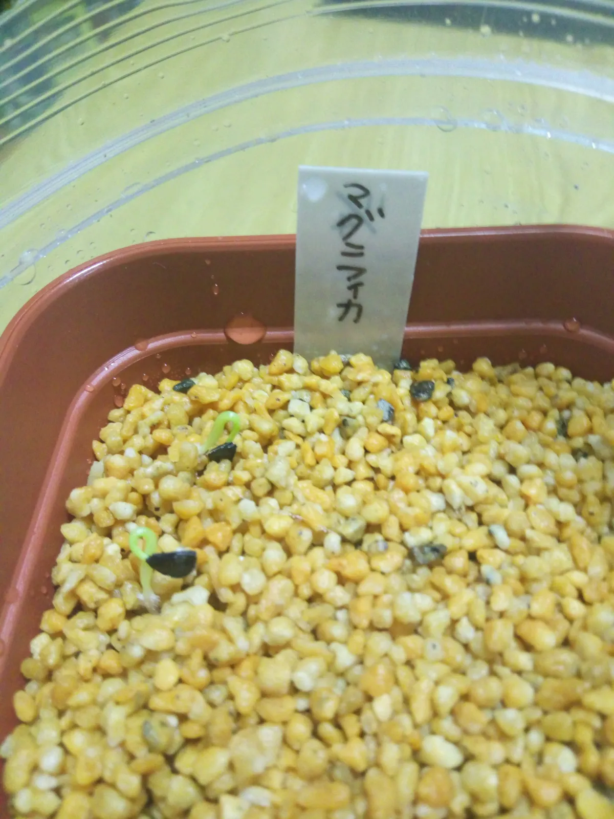 Agave sp. (アガベ マグニフィカ)