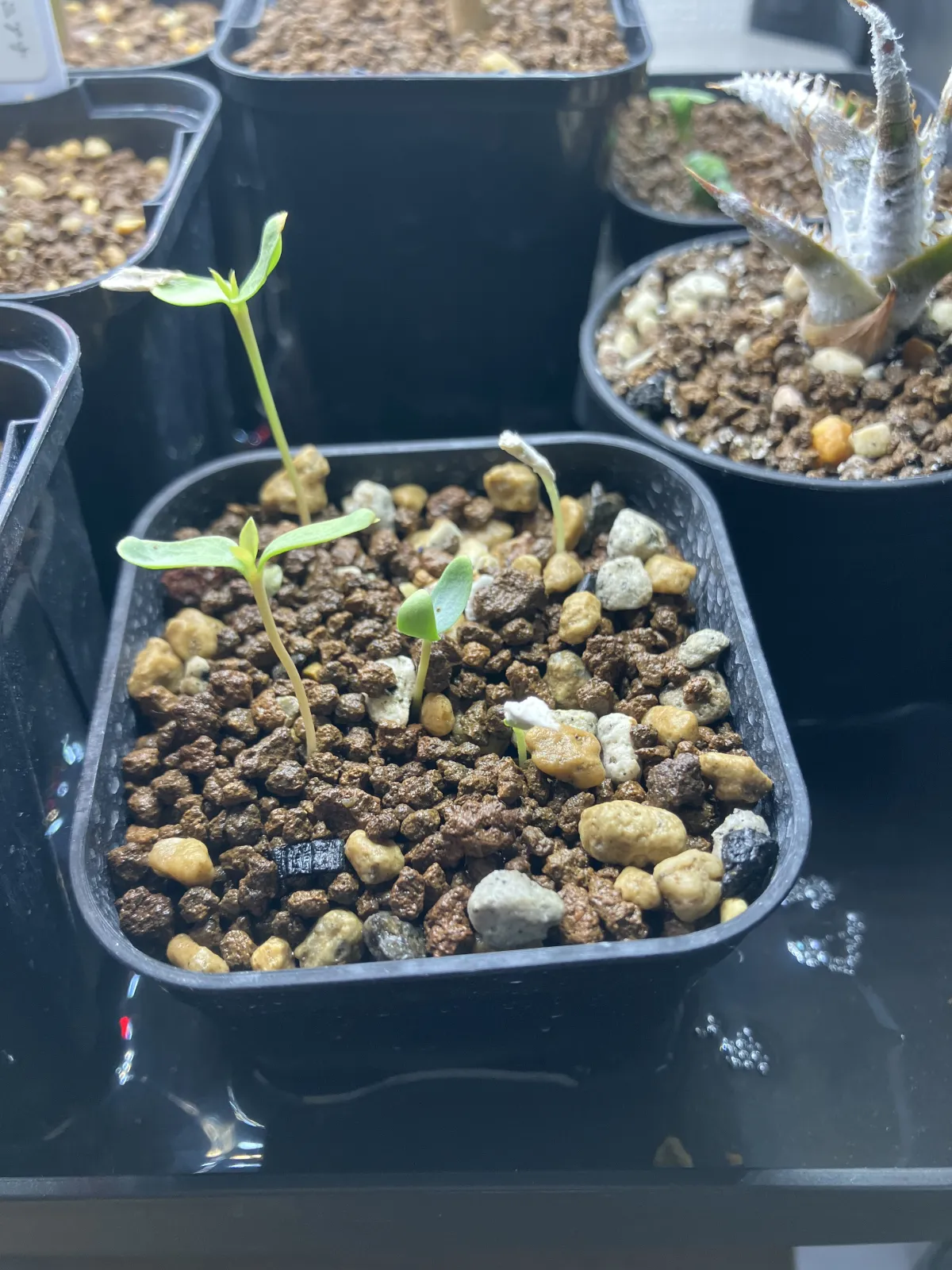 Fouquieria splendens ssp. campanulata (フォークイエリア カンパニュラタ)