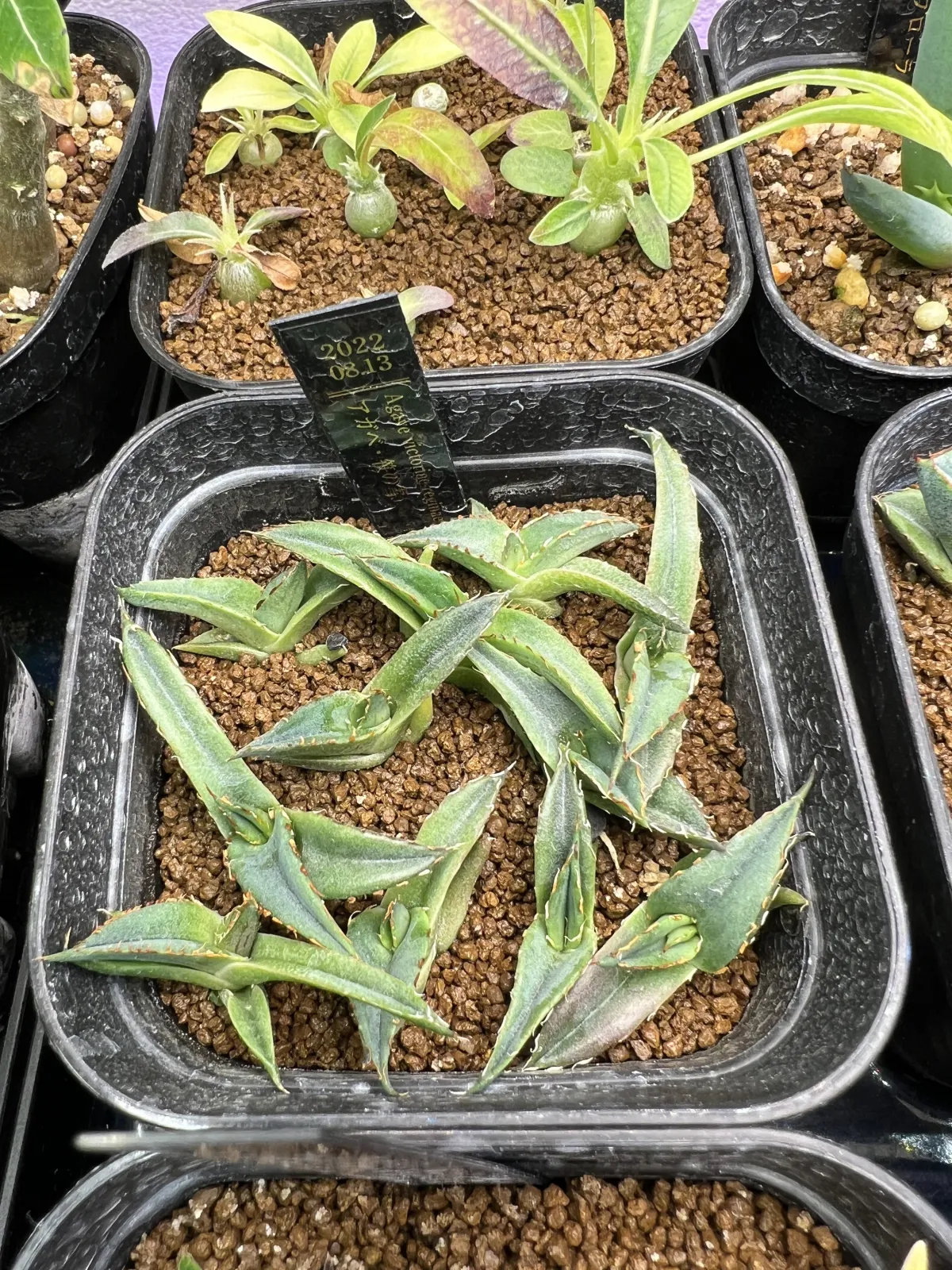 Agave victoriae-reginae ssp. victoriae-reginae (アガベ ビクトリアレジーナエ 笹の雪)