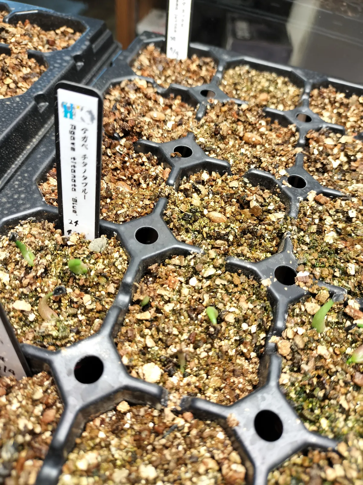 Agave titanota Blue Lot. (アガベ チタノタブルー)