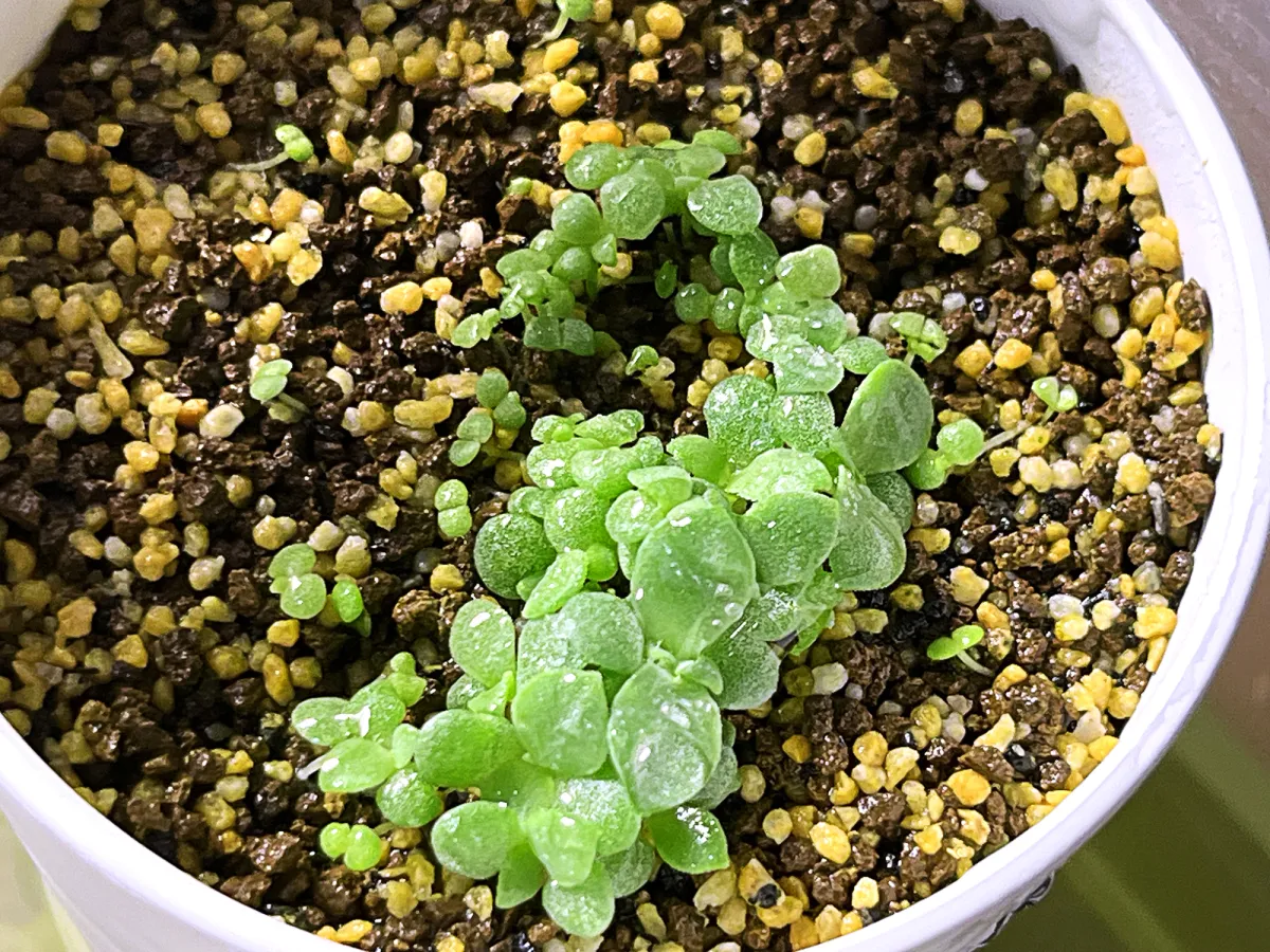 Echeveria cante (エケベリア カンテ)